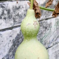 ヒョウタンの画像
