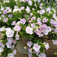 カリブラコア,花のある暮らし,お花大好き♡,テラスの画像