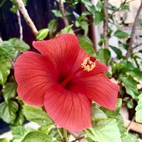 ハイビスカス,花火,庭からの花火！,ハイビスカス♡,花のある暮らし❤の画像
