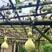 ヒョウタン,コマツナギ,今日のお花の画像