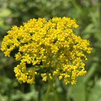オミナエシ,キキョウ,ススキ,可愛い,山野草の画像