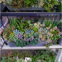 多肉植物,育てやすい多肉植物,普及種,多肉寄せ植え,多肉棚の画像