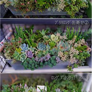 多肉植物,育てやすい多肉植物,普及種,多肉寄せ植え,多肉棚の画像