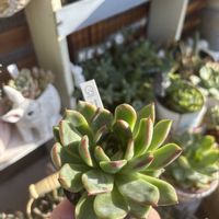 多肉,エケベリア,ブラッドリー,多肉植物,エケベリア属の画像