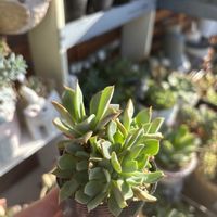 多肉,エケベリア,ミックスべリア ひなまつり,多肉植物,エケベリア属の画像