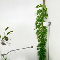 マドカズラ,ポトス　グローバルグリーン,観葉植物,8日は葉っぱの発表会,村長のモスポールの画像
