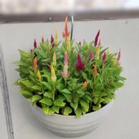 ケイトウ,ケイトウきものMIX,ケイトウ（鶏頭）,種まきっ子,種からの画像
