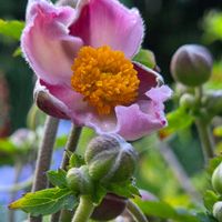秋明菊 ももいろブーケ,秋明菊 ももいろブーケ,秋明菊 ももいろブーケ,秋明菊 ももいろブーケ,開花の画像