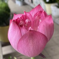 ハス,ハス,ハス,平和を願う☆,蓮 ハスの画像