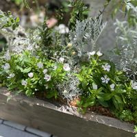 寄せ植え,夏の寄せ植え,今日の一枚,花のある暮らし,オーダー品の画像