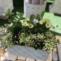 寄せ植え,今日の一枚,花のある暮らし,オーダー品,ブリコラージュフラワーの画像