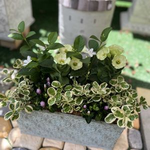 寄せ植え,今日の一枚,花のある暮らし,オーダー品,ブリコラージュフラワーの画像