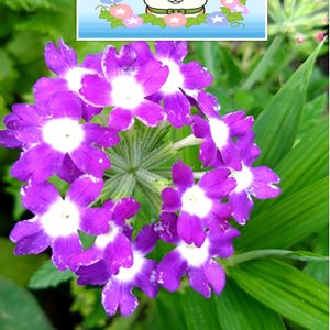 バーベナ,紫の花,プランター栽培,土曜日は紫の花,気が付けば土曜日の画像