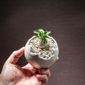 パキポディウム ハイブリッド,梵天大黒,観葉植物,塊根植物,実生の画像