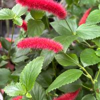 キャットテール,熊童子,多肉植物,赤い花,可愛いの画像