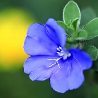 鉢植え,小さな庭の画像