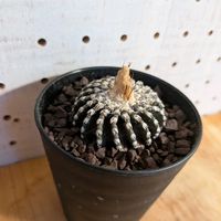 サボテン,一本刺バッテリー,Discocactus horstii,ディスコカクタス ホルスティ,サボテン科の画像