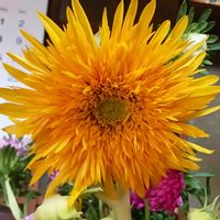 鉢植え,花のある暮らし,緑のある暮らし,可愛いお花,温泉県大分♨️の画像