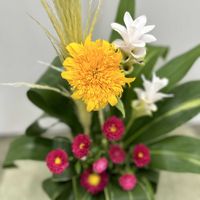 クルクマ,ドラセナ,パンパスグラス,向日葵,エゾギクの画像