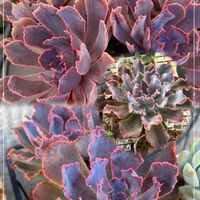 癒される,no green no life,癒し空間,多肉のある暮らし,植中毒の画像