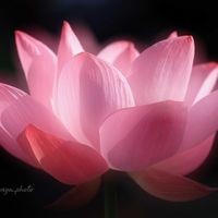 ハス,いつもありがとう♡,ファインダー越しの私の世界,キリトリセカイ,I♡Kanagawaの画像