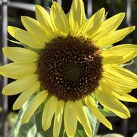 ヒマワリ,ひまわり,癒し,花のある暮らし,植物のある暮らしの画像