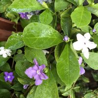 ニオイバンマツリ,鉢植え,ガーデニング,花木,花のある暮らしの画像
