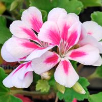 観葉植物,はなはな,花のある暮らし,花の写真,花のある生活の画像