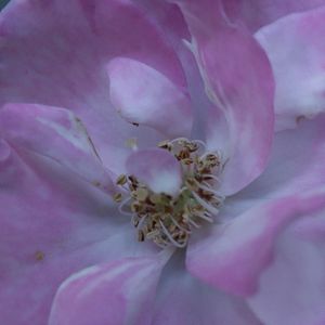ミニバラ,ミニバラ,ミニバラ,ばら バラ 薔薇,我が家のお花たちの画像