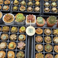 多肉植物,葉挿し,エケベリア属の画像