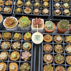 多肉植物,葉挿し,エケベリア属の画像