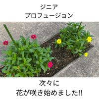 コキア,ジニア,センニチコウ,花壇,庭の画像