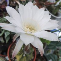 サボテン,サボテン 大豪丸,タマアジサイ,サボテン ギムノカリキウム属,紫陽花 アジサイ あじさいの画像