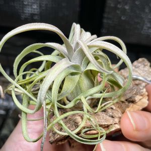 チランジア,観葉植物,成長記録,エアープランツ/チランジア,エアー プランツの画像