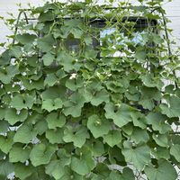 ヒョウタン,山野草,緑のカーテン,花のある暮らし,おうち園芸の画像