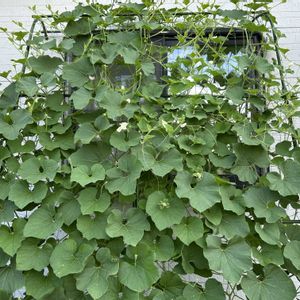 ヒョウタン,山野草,緑のカーテン,花のある暮らし,おうち園芸の画像
