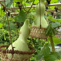 ヒョウタン,ヒョウタンの花,白い花,向島百花園,今日のお花の画像