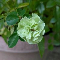 寄せ植え,花壇,ガーデニング,か〜わい〜,家庭菜園の画像