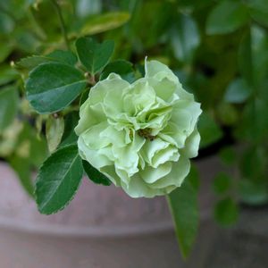 寄せ植え,花壇,ガーデニング,か〜わい〜,家庭菜園の画像