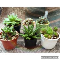 ハオルチア,ハオルチアいろいろ,京の舞,多肉植物,多肉植物のある暮らしの画像