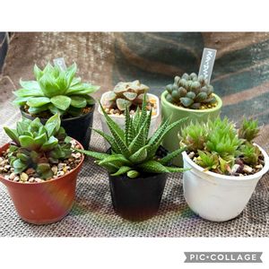 ハオルチア,ハオルチアいろいろ,京の舞,多肉植物,多肉植物のある暮らしの画像