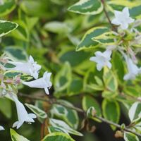 アベリア,常緑低木,白い花,斑入り葉っぱ,8日は葉っぱの発表会の画像