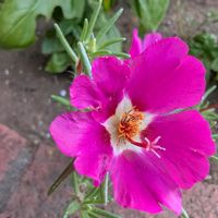 バジル,マツバボタン,花壇,松葉牡丹,玄関アプローチの画像