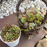オーロラ,白樺キリン,ツルビニカルプス 蕪城丸,多肉植物,多肉大好きの画像