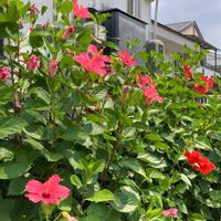 ハイビスカス,ハイビスカス 赤,いつもの通り道,会社の花壇の画像