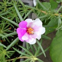 マツバボタン,小さな庭の画像