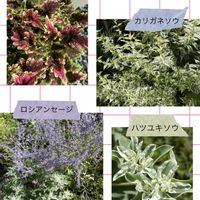 コリウス,ロシアンセージ,斑入りカリガネソウ,ハツユキソウ,野草　山野草の画像