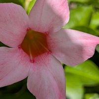 寄植え,ハンギング,小さな庭,玄関アプローチ,庭の画像