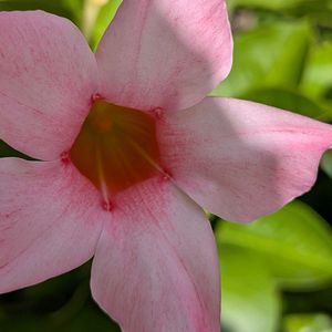 寄植え,ハンギング,小さな庭,玄関アプローチ,庭の画像