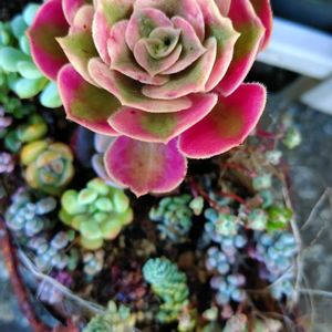 寄せ植え,多肉植物,アエオニウム,小さな花壇,love&peaceの画像